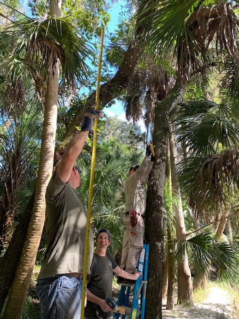 Volunteers working up in the trees to install the sign