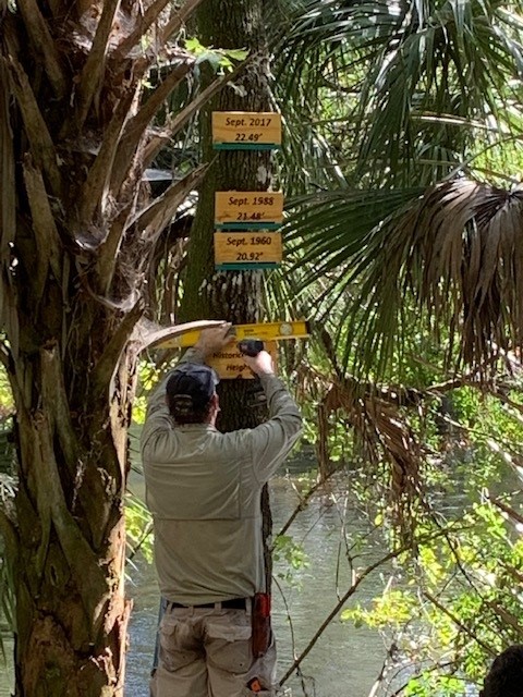 Volunteer leveling the flood height signs on the tree
