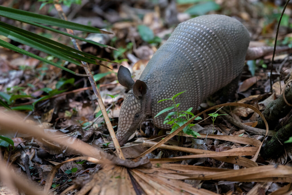Nine-banded armadillo foraging through leaf litter on the forest floor