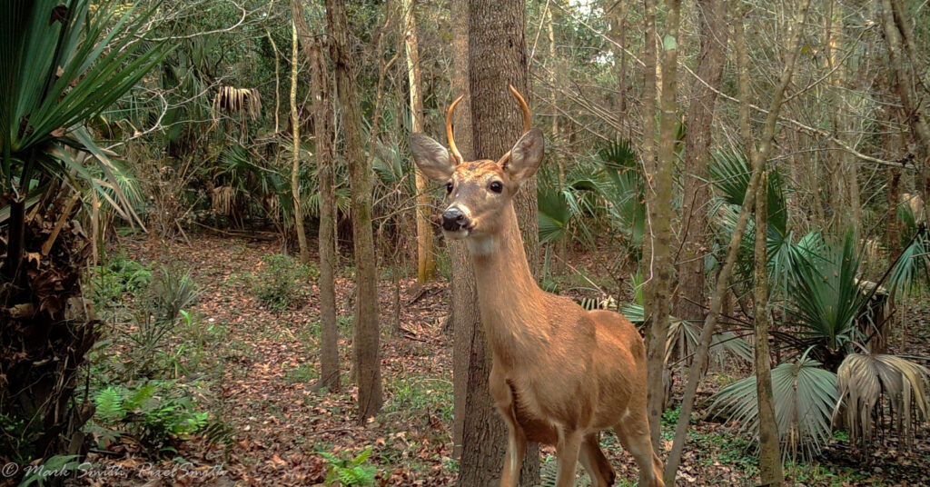Buck on alert in the River Hills forest
