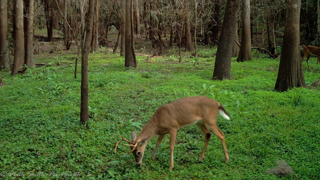 Buck feeding in a lush green clearing