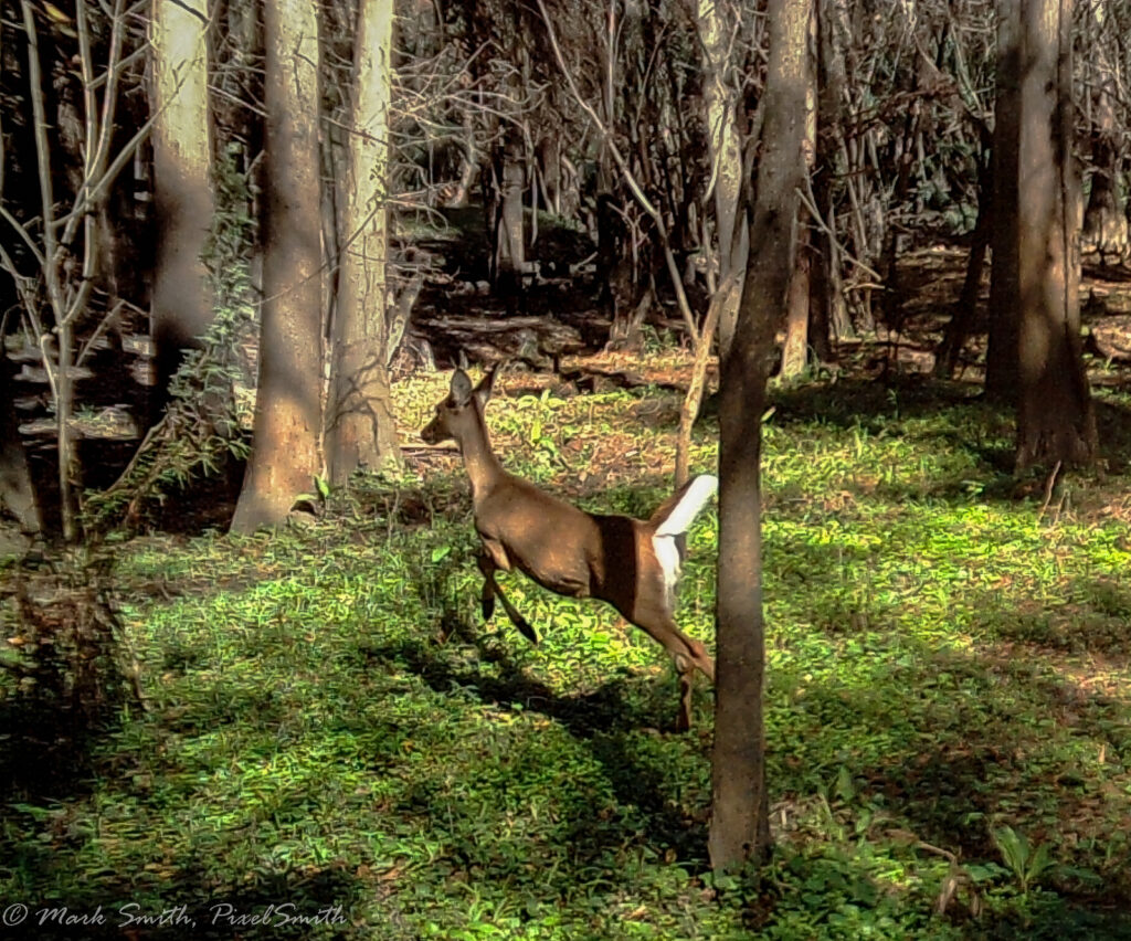 Doe bounding through the forest undergrowth