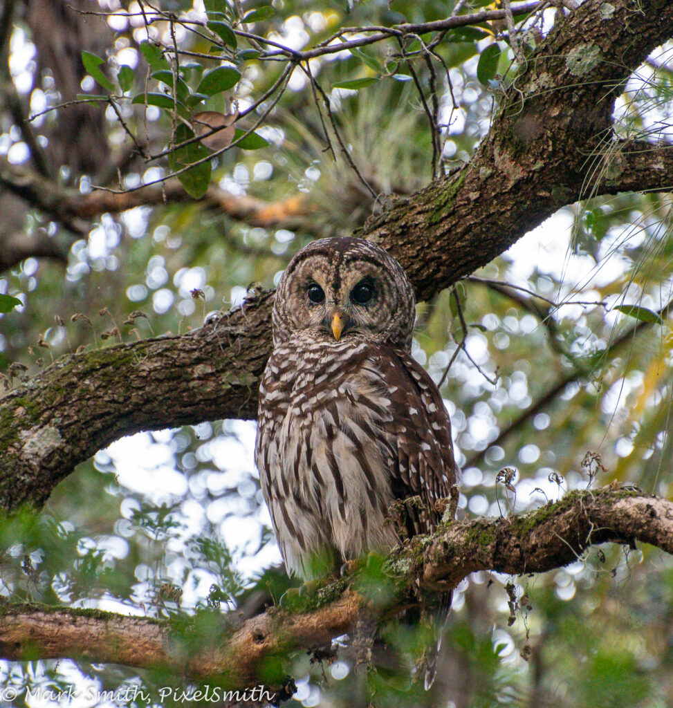 Barred Owl perched in a live oak tree along the Alafia River — photo by Mark Smith, PixelSmith