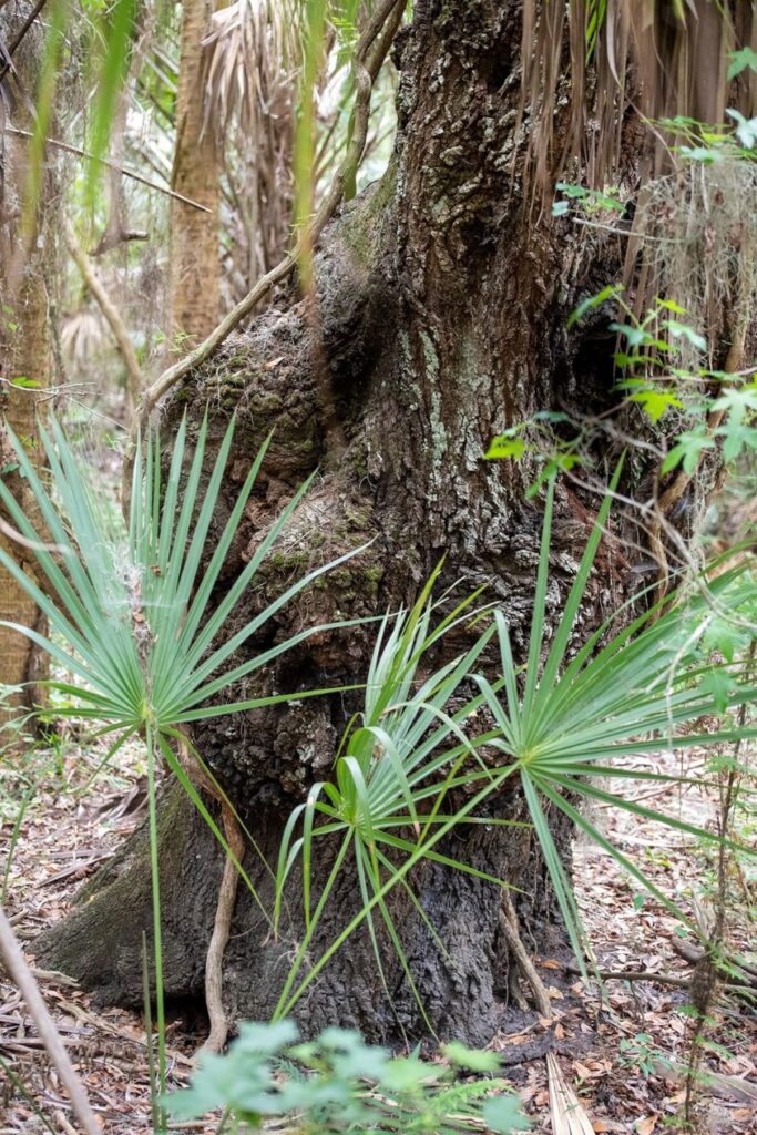 Close-up of the Elephant Man Tree's heavily textured, gnarled trunk surrounded by saw palmetto