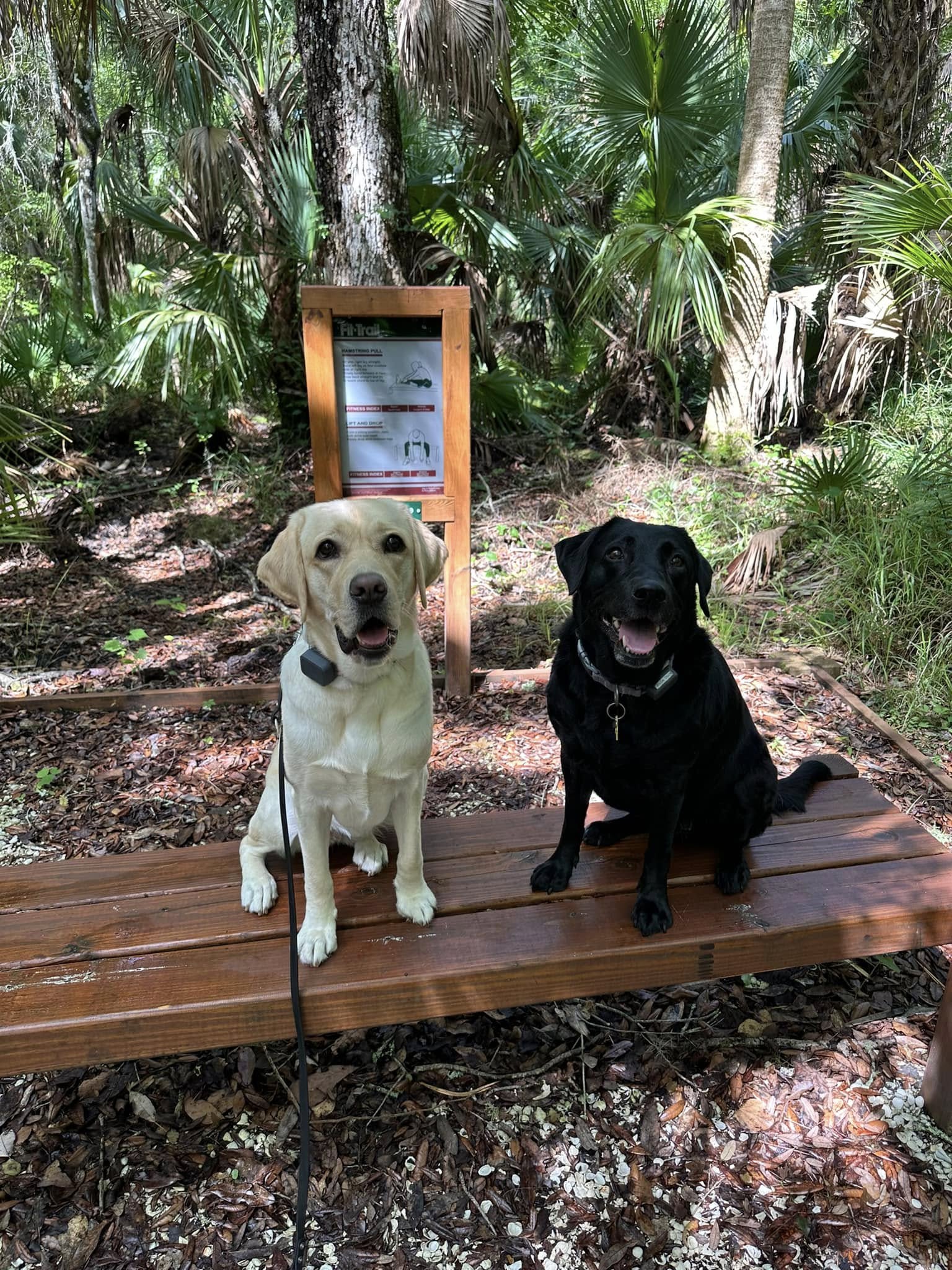 A completed fitness station with a stained wood bench on a white gravel pad surrounded by palms and oaks