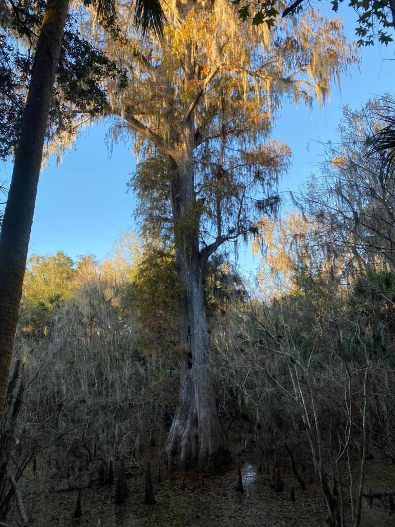 Volunteers building the observation deck near the MOAC — installing the railing on a fresh wood platform
