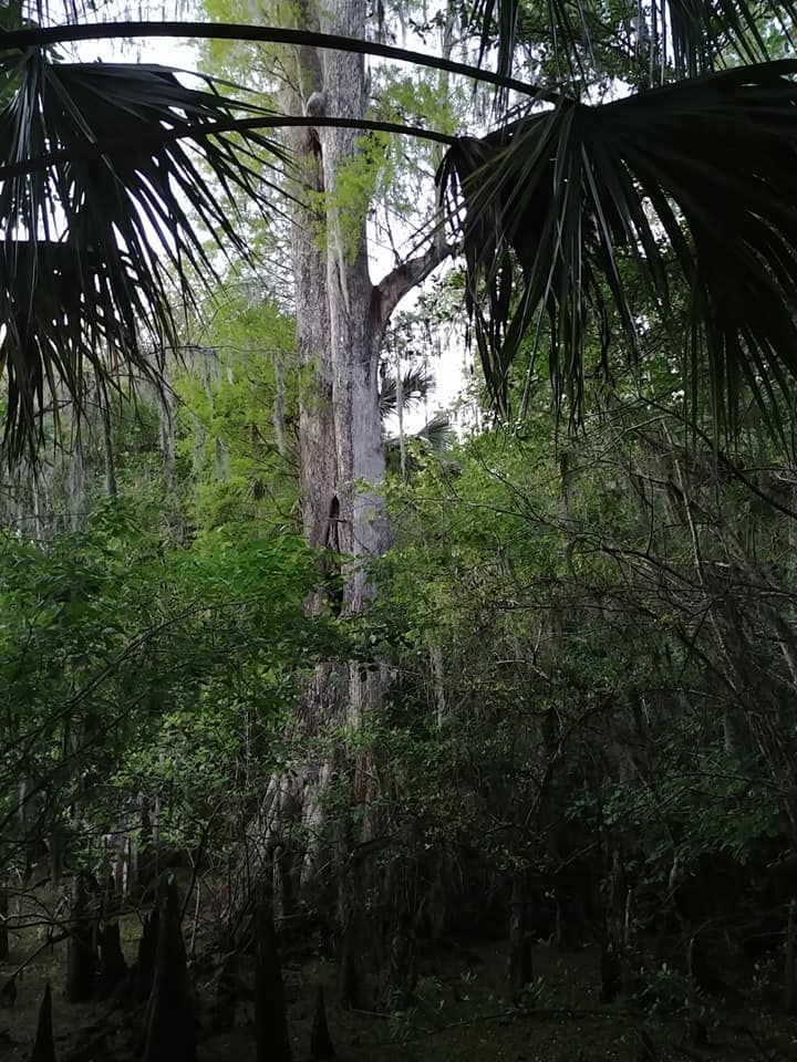 The MOAC from a distance in summer — framed by palms and Spanish moss with the wetland visible below