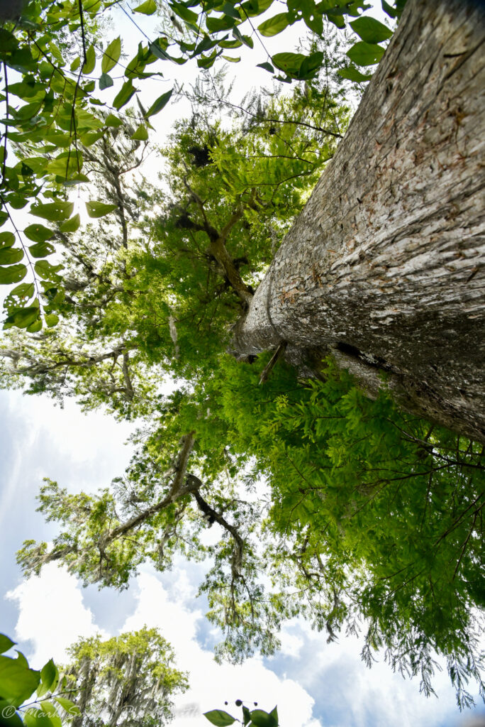 Looking up the MOAC in summer — lush green feathery cypress canopy spreads against the sky
