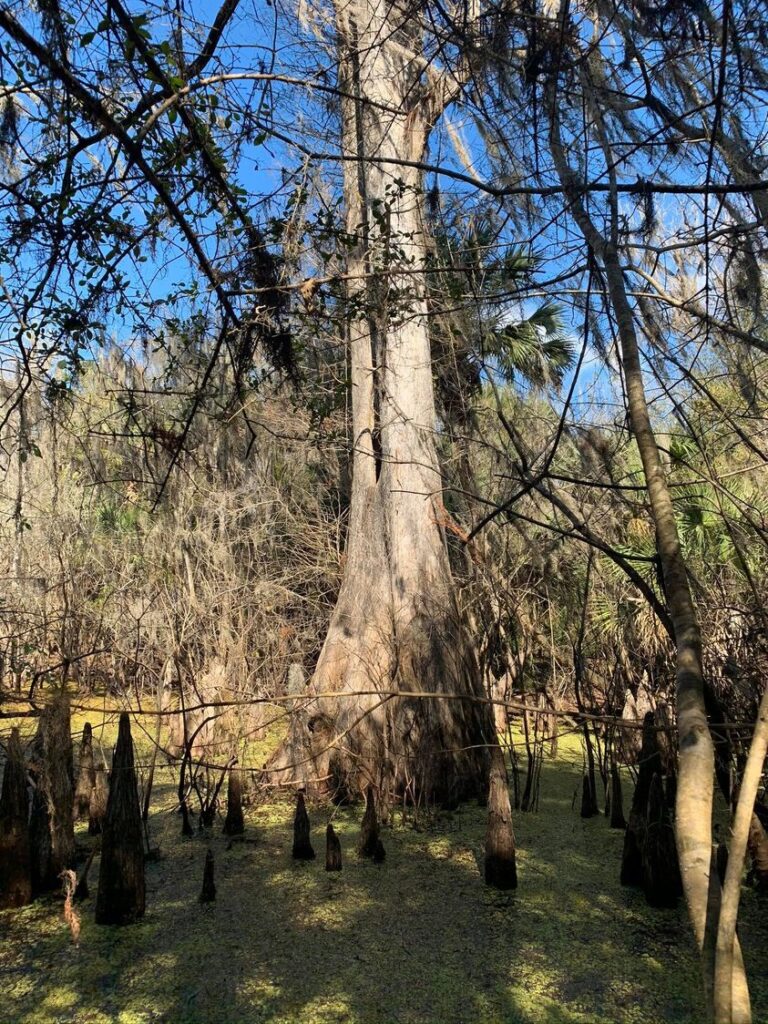 M.O.A.C. Mother of All Cypress