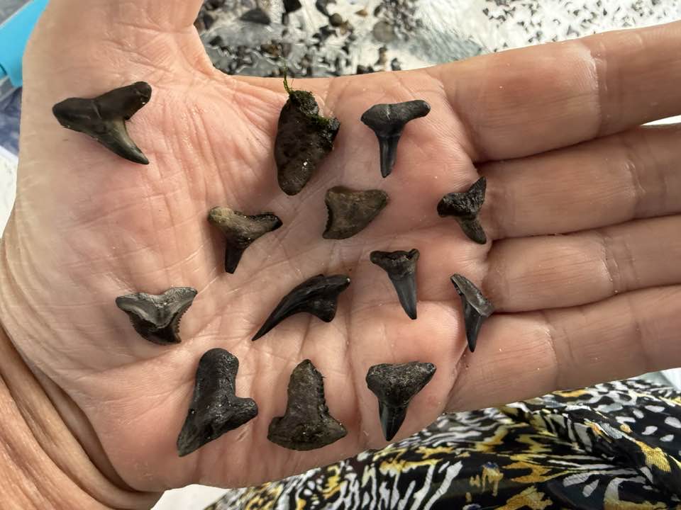 A palm full of fossilized shark teeth found in the Alafia River — roughly 15 dark mineralized teeth of various sizes
