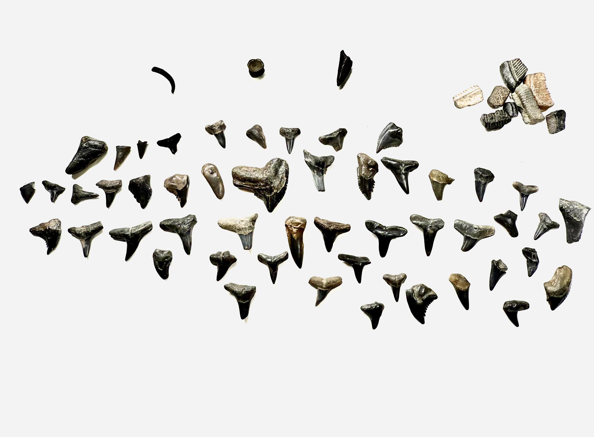 A large collection of fossilized shark teeth and ray plates laid out on a white surface — 50+ specimens of varying shapes and sizes