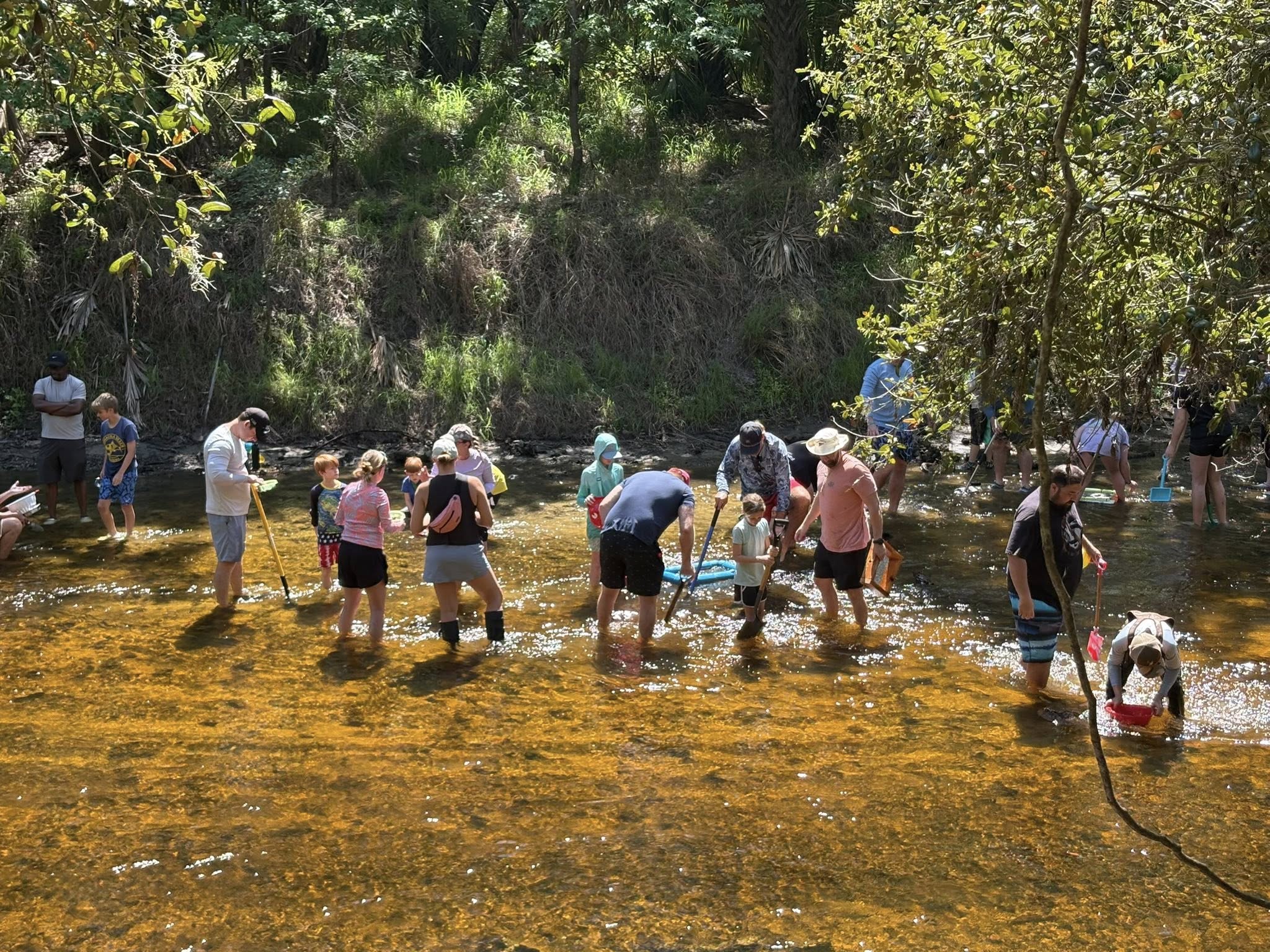 A wide view of the shark tooth hunt — families with shovels and sieves spread across the amber-colored Alafia River