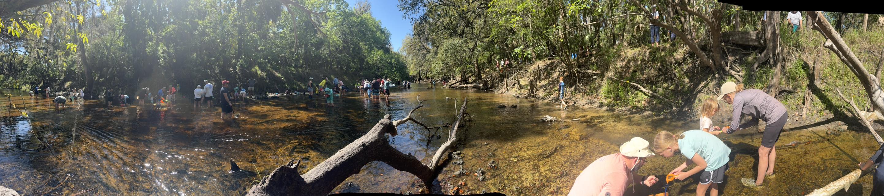 Panoramic view of families wading the Alafia River during the annual shark tooth fossil hunt